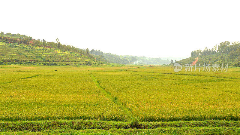 靠近Butare (Huye)的卢旺达农村